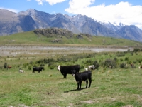 Edoras